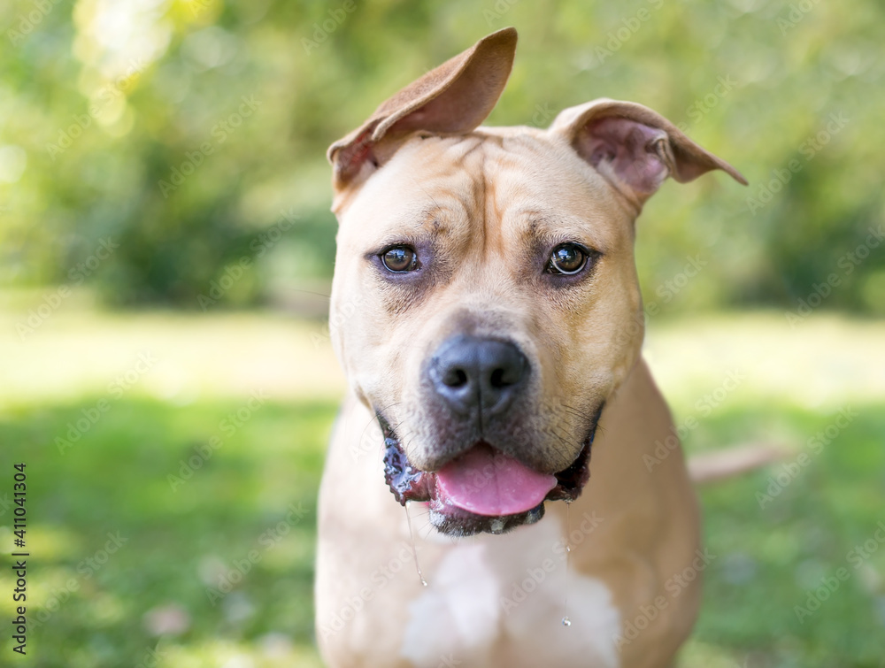 A Pit Bull Terrier mixed breed dog with floppy ears and a happy expression