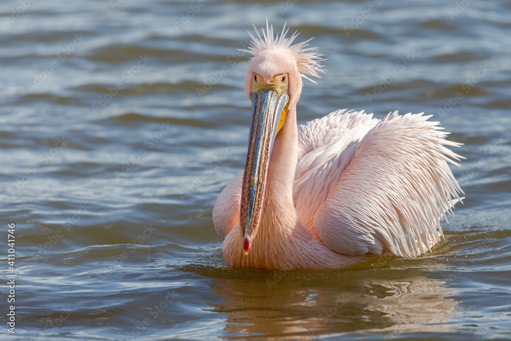 Beautiful pink pelican birds in Kerkini Lake in northern Greece Beautiful pink pelican birds in Kerkini Lake in northern Greece
