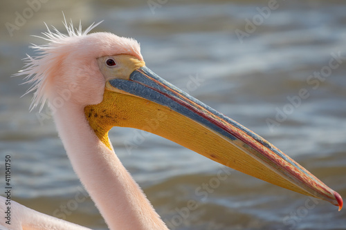 Beautiful pink pelican birds  in Kerkini Lake in northern Greece