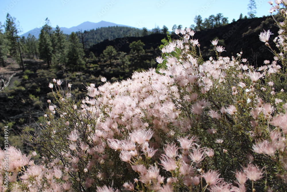 Fototapeta premium spring in the mountains