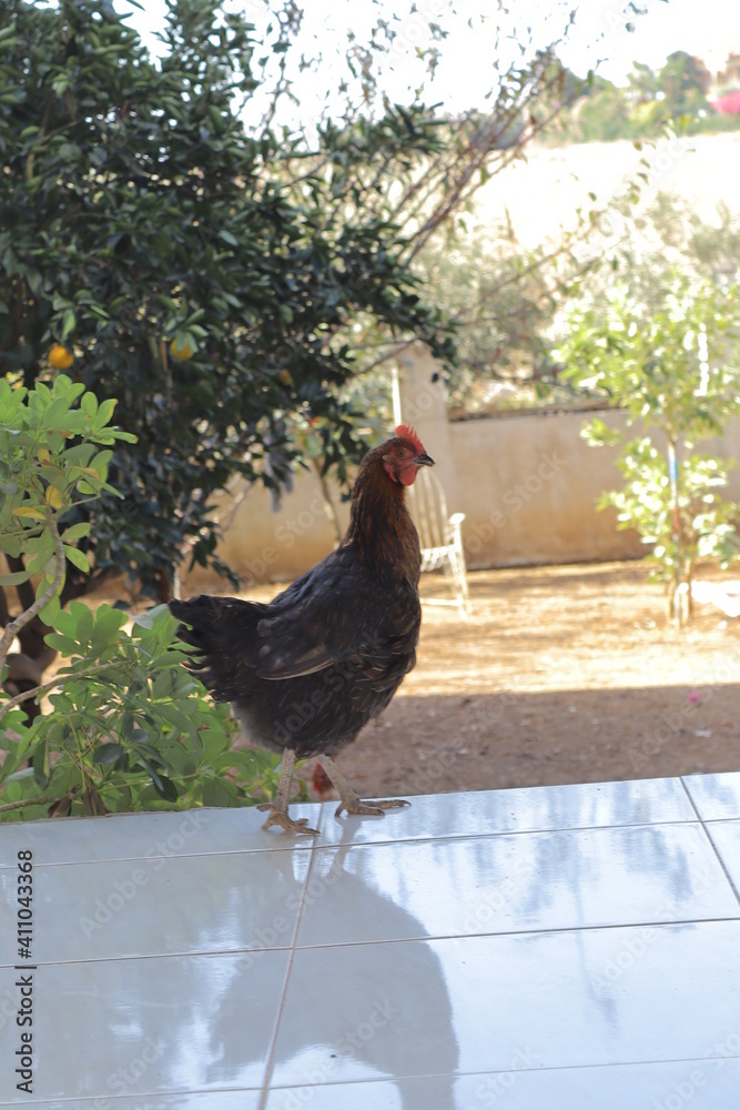 custom made wallpaper toronto digitalblack chicken in the garden