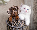 cat and dog, dachshund puppy chocolate color and White kitten