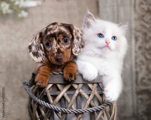 cat and dog, dachshund puppy chocolate color and White kitten
