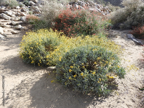 Brittlebush and California fuchsia growing in the sands of the Anza-Borrego Desert State Park, Borrego Springs, California. photo