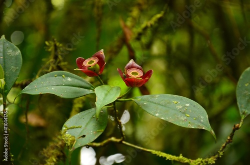 specia red flower in the Corsta Rica Jungle
