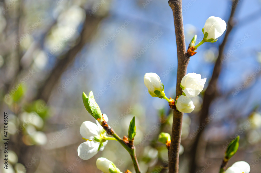 Beautiful white apple or pear blossom.Flowering apple pear tree.Fresh spring background on nature outdoors.Soft focus image of blossoming flowers in spring time.For easter and spring greeting cards Beautiful white apple or pear blossom.Flowering apple pear tree.Fresh spring background on nature outdoors.Soft focus image of blossoming flowers in spring time.For easter and spring greeting cards