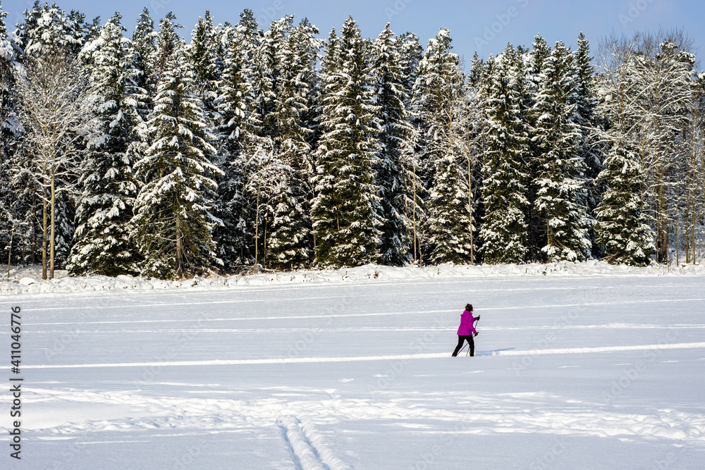 Ski track on the snow field. Skiers ride on sunny winter day. Healthy people lifestyle. The edge of the forest with rows of trees evergreens covered with snow. The ski trails in different directions. 