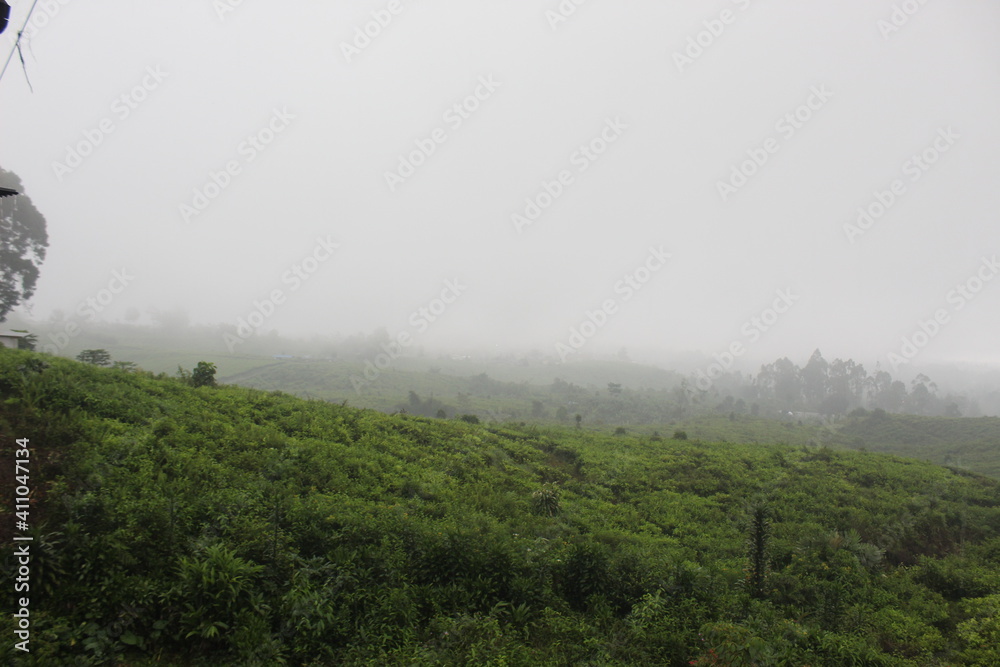 Tea garden shrouded in mist. Green tea garden in the mountain area. Tea gardens in Indonesia