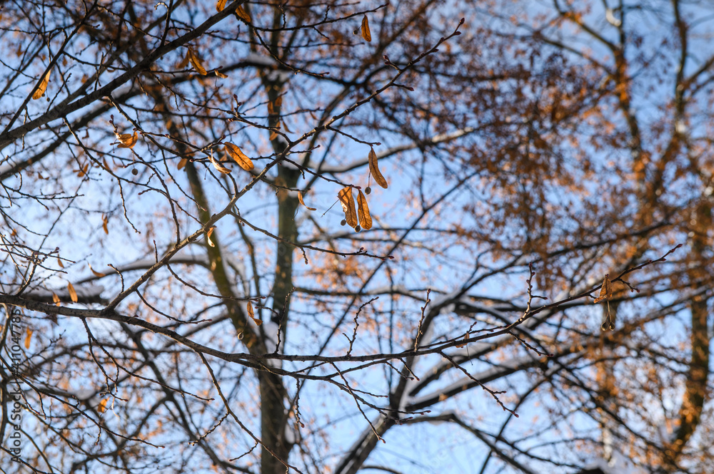 tree on the background of the morning sky tree on the background of the morning sky