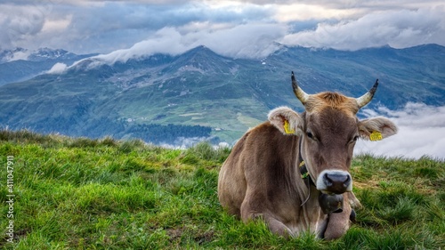 cow on pasture in the swiss mountains above daovs, switzerland. A storm is coming, graubunden swiss © SimonMichael