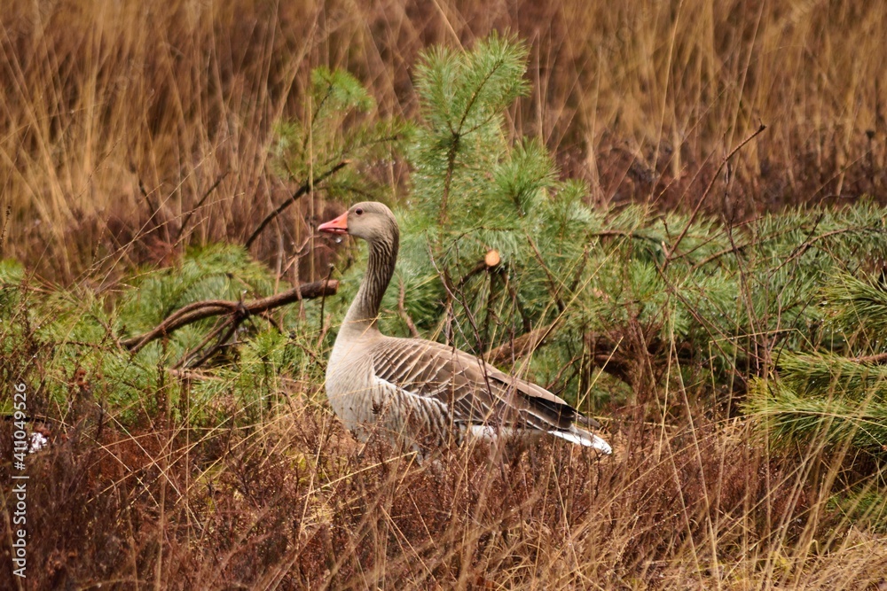 Goose among the reeds walking at day time Goose among the reeds walking at day time