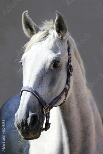  Grey horse close up portrait against gray background