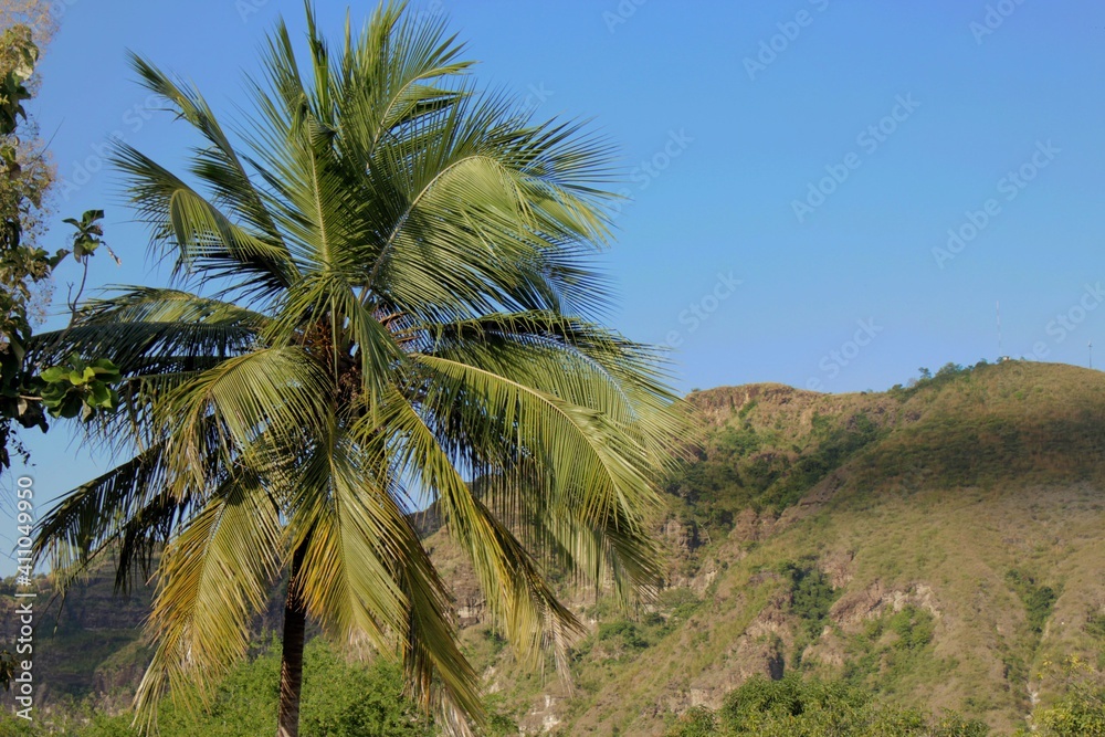 Fototapeta premium palm