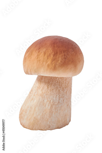 wild white mushroom on a white background. isolate