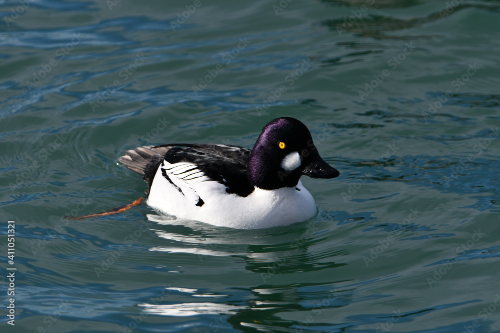 Fototapeta premium Male Common Goldeneye duck 
