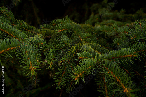 green prickly branches of a fur-tree or pine