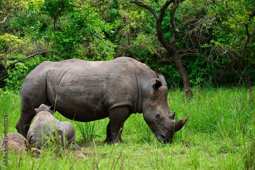 white rhinoceros Rhino mother with baby in the forest