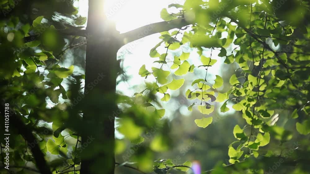 Árbol hojas naturaleza luz día movimiento fondo bosque tranquilidad parque contemplar 