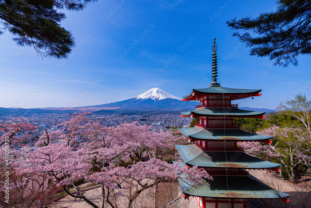 mountain and blossoms - Mount Fuji in Japan 
