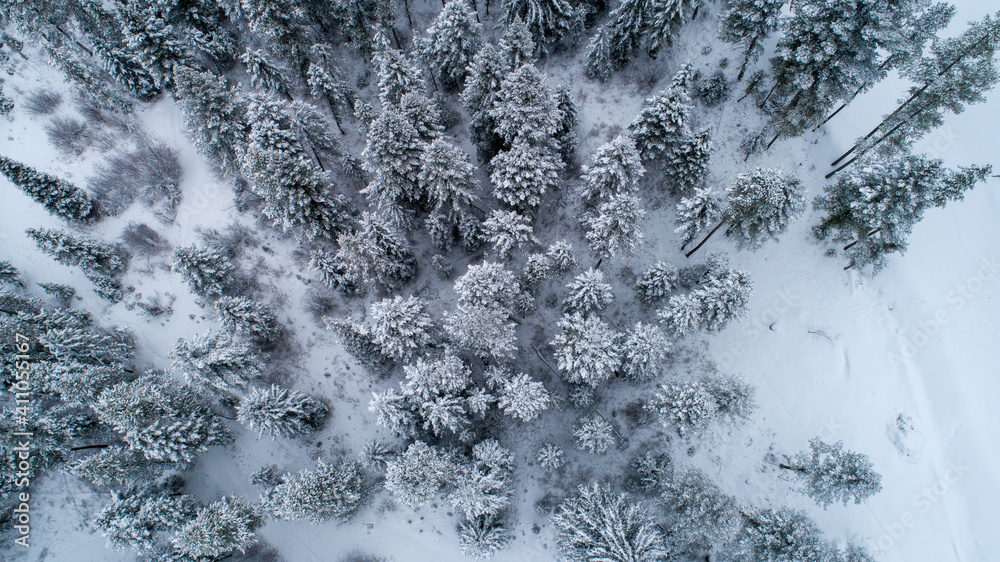 Fototapeta premium Bozeman Montana Forest Winter Season