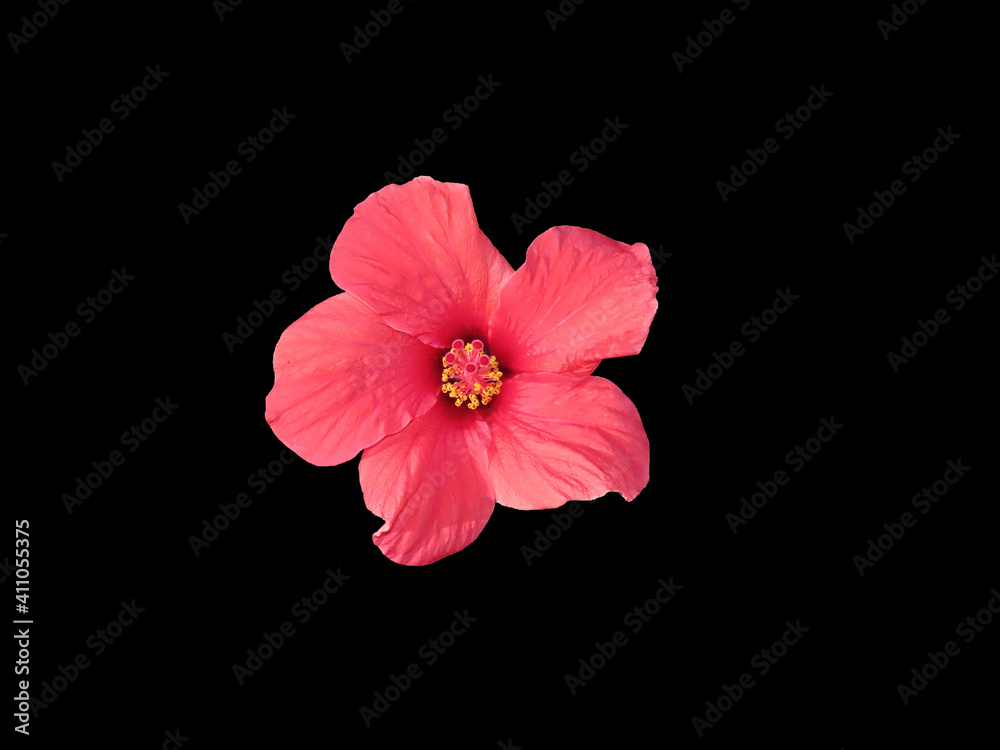 Fototapeta premium Beautiful red hibiscus flower isolated on black background close-up. The photo can be used as a banner for advertising. There is room for text. 