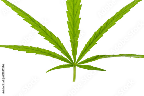 Cannabis leaf, marijuana isolated on white background. photo