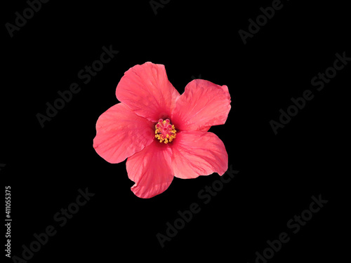 Beautiful red hibiscus flower isolated on black background close-up. The photo can be used as a banner for advertising. There is room for text. 