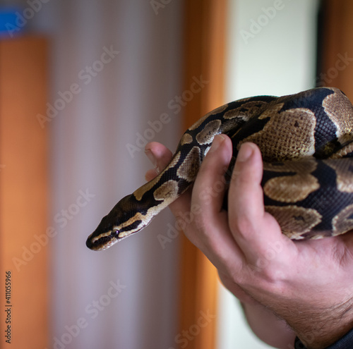 Python snake in a person's hand