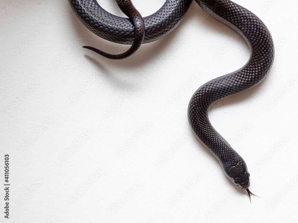 The Mexican black kingsnake (Lampropeltis getula nigrita) is part of