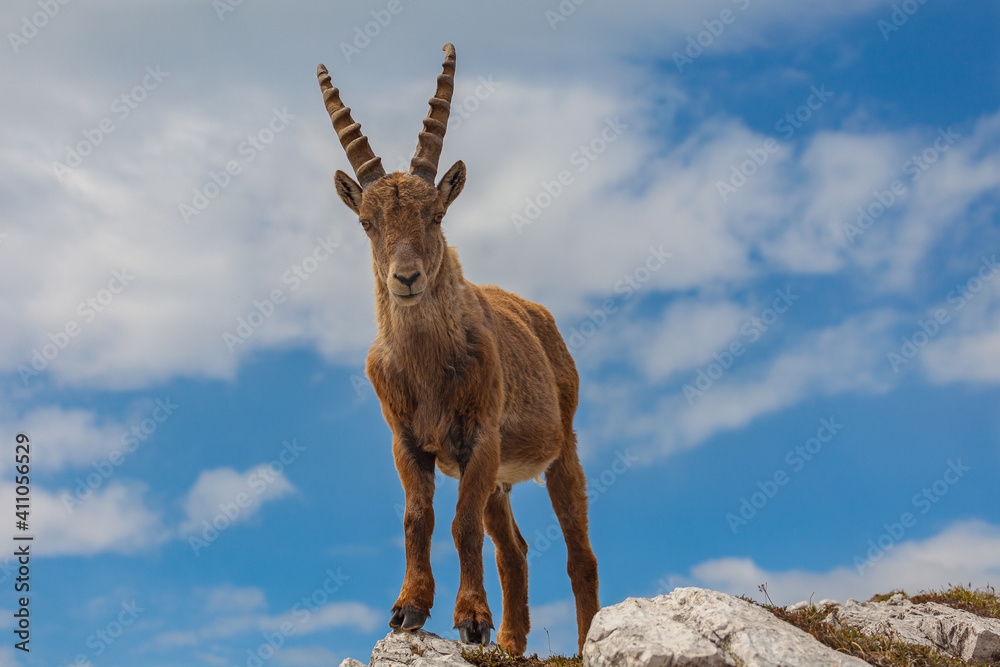 Close up of young ibex turned against the sky, Dolomites, Italy. High mountain wild animal life. Front shot