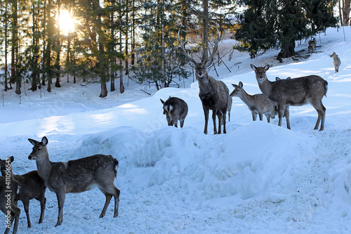 Fototapeta Naklejka Na Ścianę i Meble -  Eine Herde Sika-Wild im Winter im Wald im Gegenlicht der Sonne