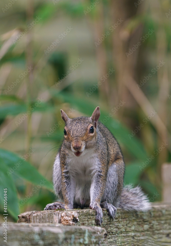 A gray male squirrel on a garden fence