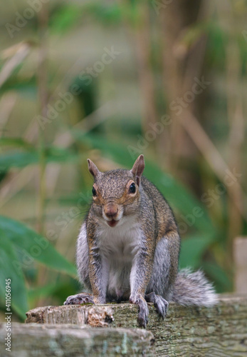 A gray male squirrel on a garden fence