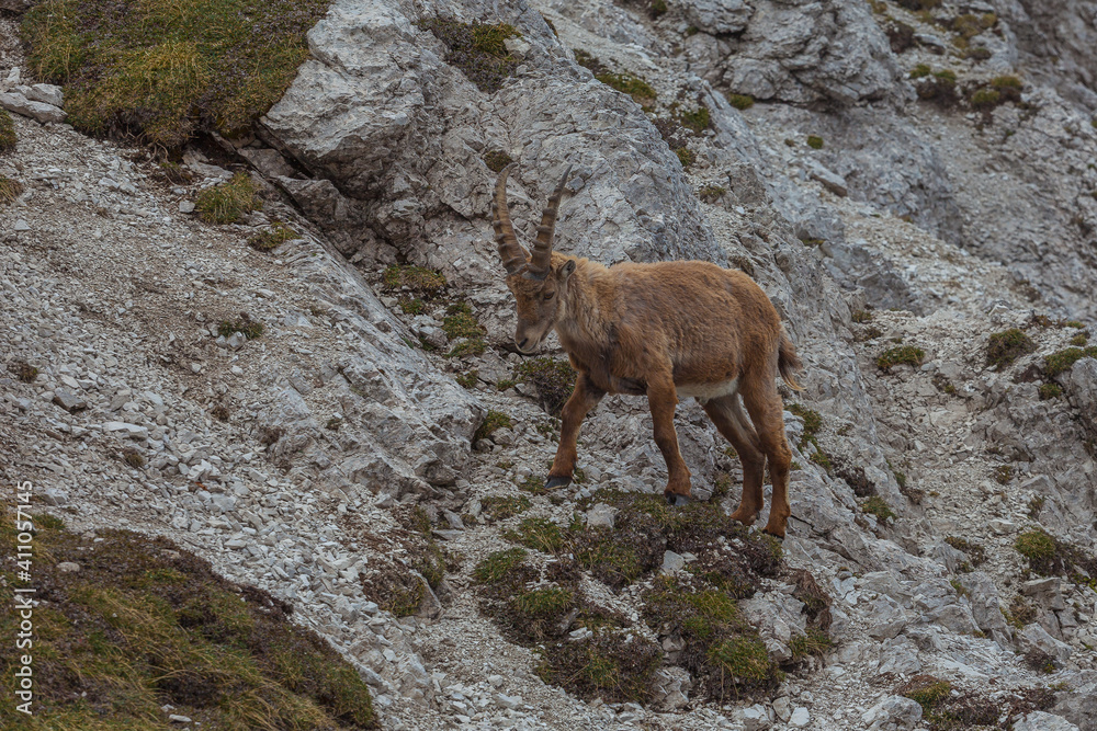 Young ibex walking on rocky terrain, Dolomites, Italy. High mountain wild animal life. Lateral shot Young ibex walking on rocky terrain, Dolomites, Italy. High mountain wild animal life. Lateral shot