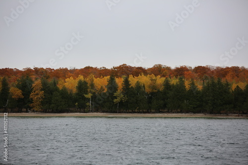 Tree Rows of Autumn Color