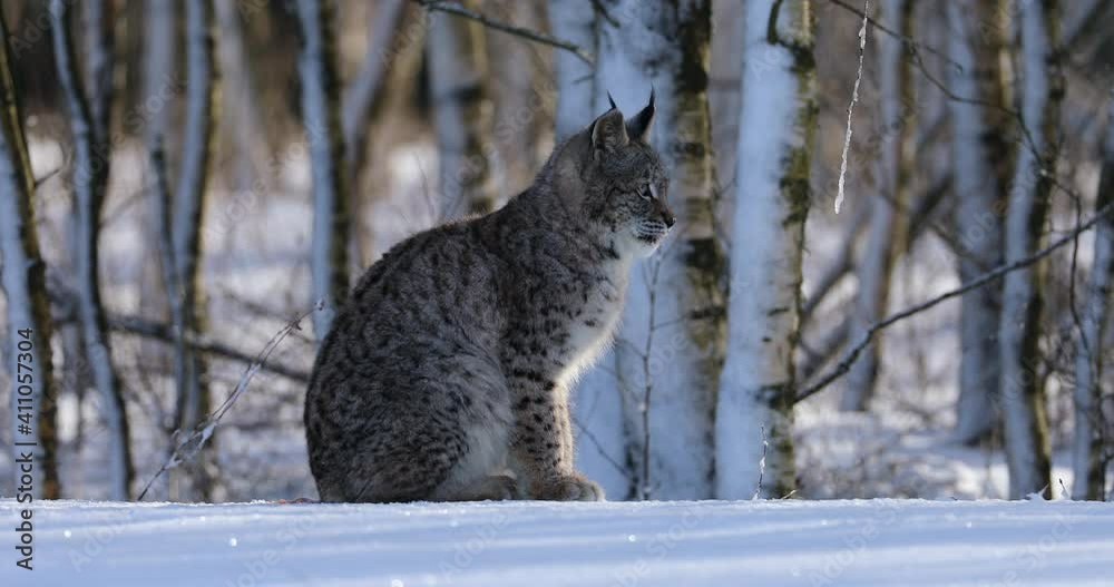 Lynx in winter. Young Eurasian lynx, Lynx lynx, sitting in snowy birch ...