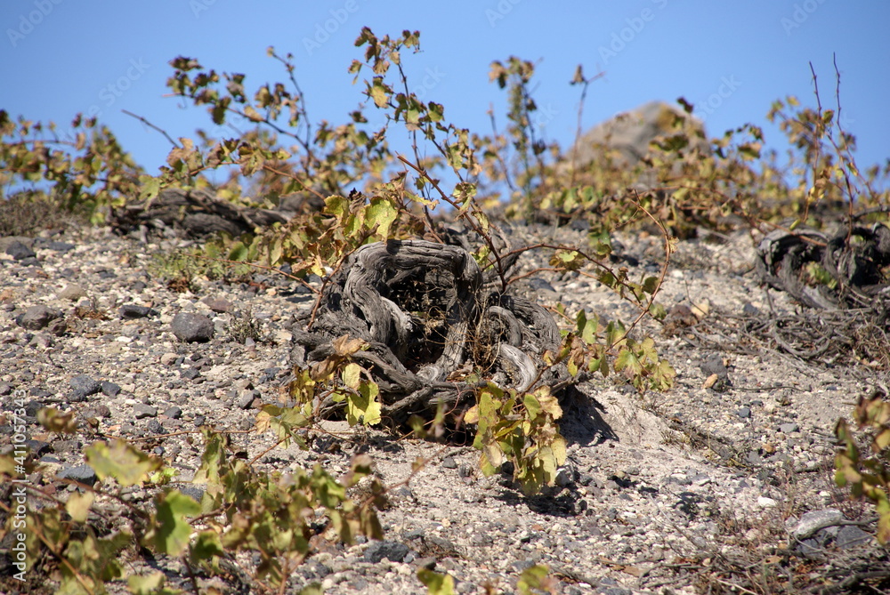 Grapevines in Santorini, Greece