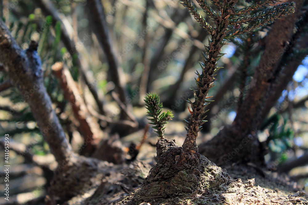 Obraz premium pine branches II