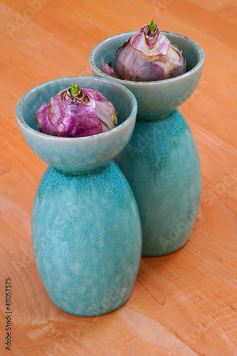 Obraz na plátně Forcing a hyacinth bulb flower in water in a vase