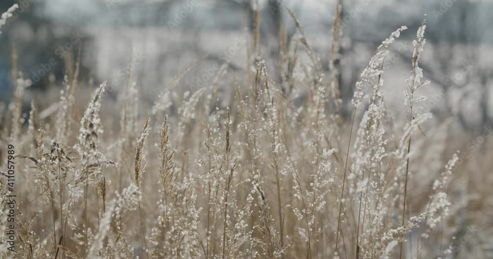 Field grass, bushes covered with snow Field grass, bushes covered with snow