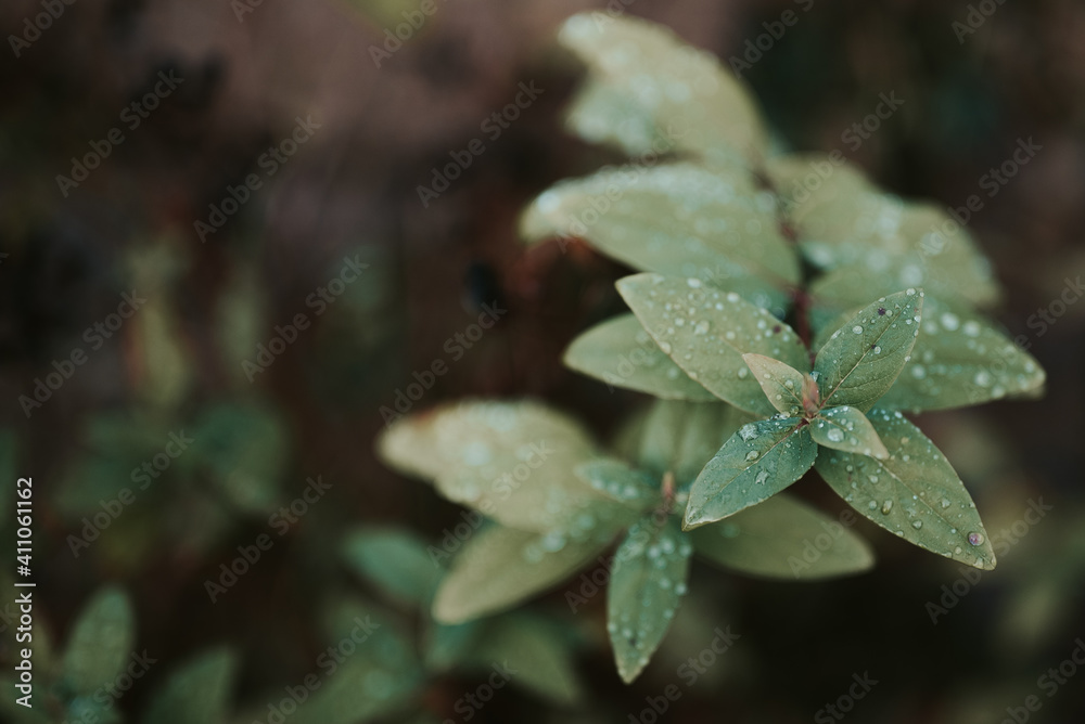 Fragile little plant part with water drops Fragile little plant part with water drops