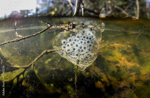 Spotted salamander egg sac attached to a submerged branch in a Massachusetts vernal pool. 