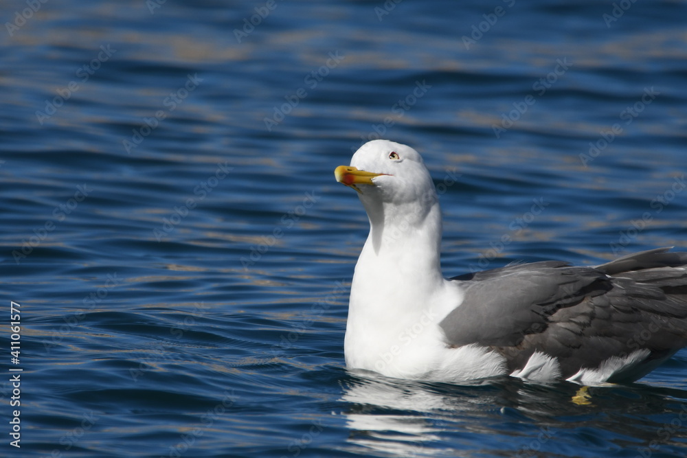 GAVIOTA GAVIOTA