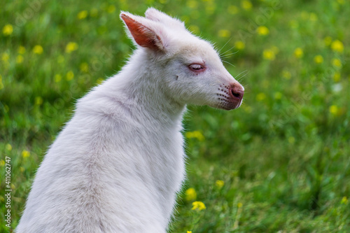 small albino wallaby on a green field farm animal.