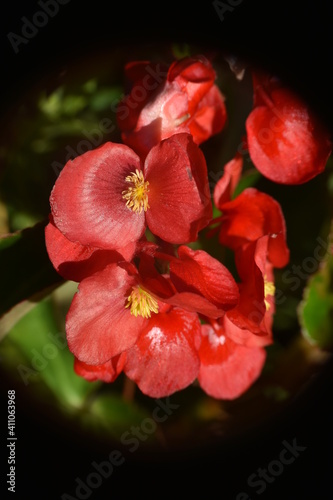 Begonia, kwiaty