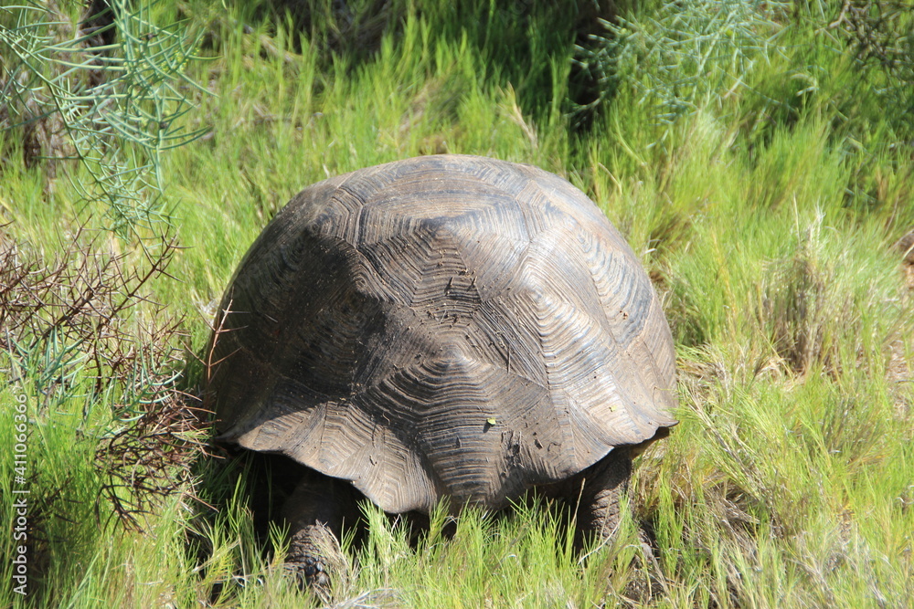 Giant tortoise on the Galapagos Islands. Giant tortoise on the Galapagos Islands.