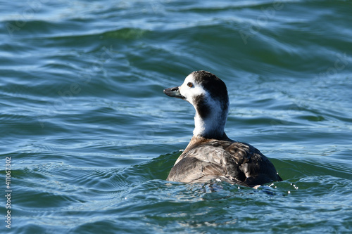 Long-tailed duck female