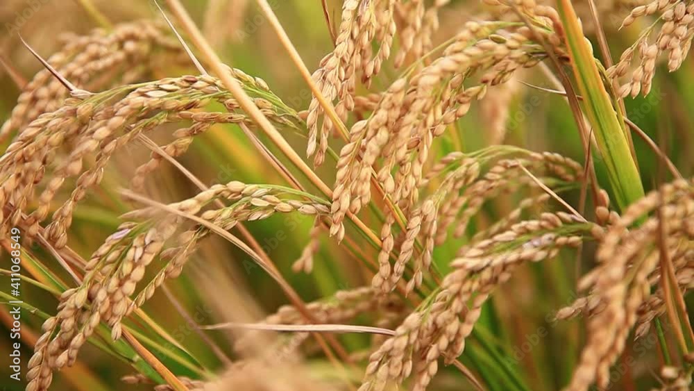 Mature rice farm in the country, rice swaying in the wind Mature rice farm in the country, rice swaying in the wind