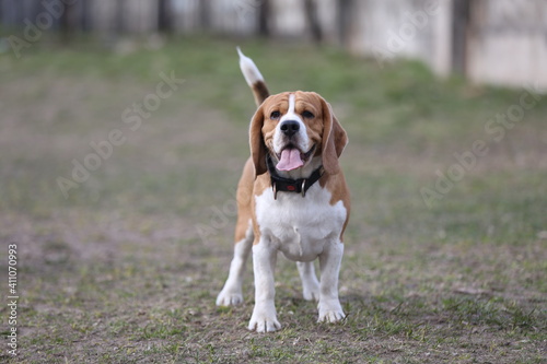 Fototapeta Naklejka Na Ścianę i Meble -  Beagle walk 
