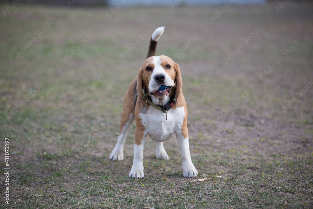 beagle walking on the grass